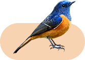 bird